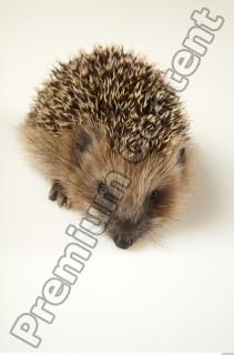 Hedgehog - Erinaceus europaeus  0062